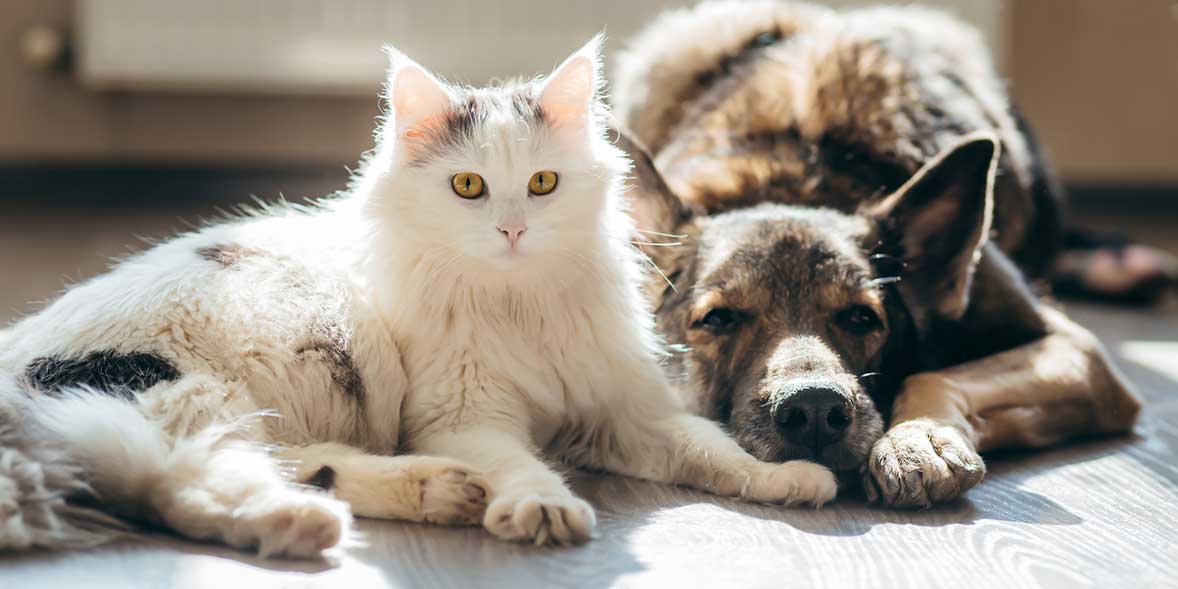 Why You Should Not Raise a Pet If You Cannot Care for It ?
